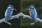 Acrylic on canvas, 610x406mm, Pair £325, Individual £225 each