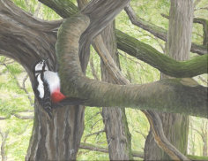Acrylic on canvas, 450x360mm, £255