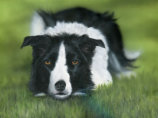 Acrylic on canvas, 400x300mm, £225